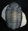 Giant Drotops Trilobite On Pedastal #3473-5